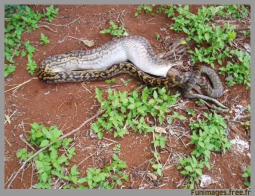 anaconda boa serpent kangourou python attaque funimages